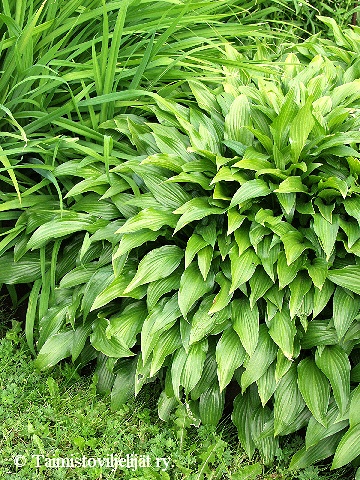  Hosta lancifolia 